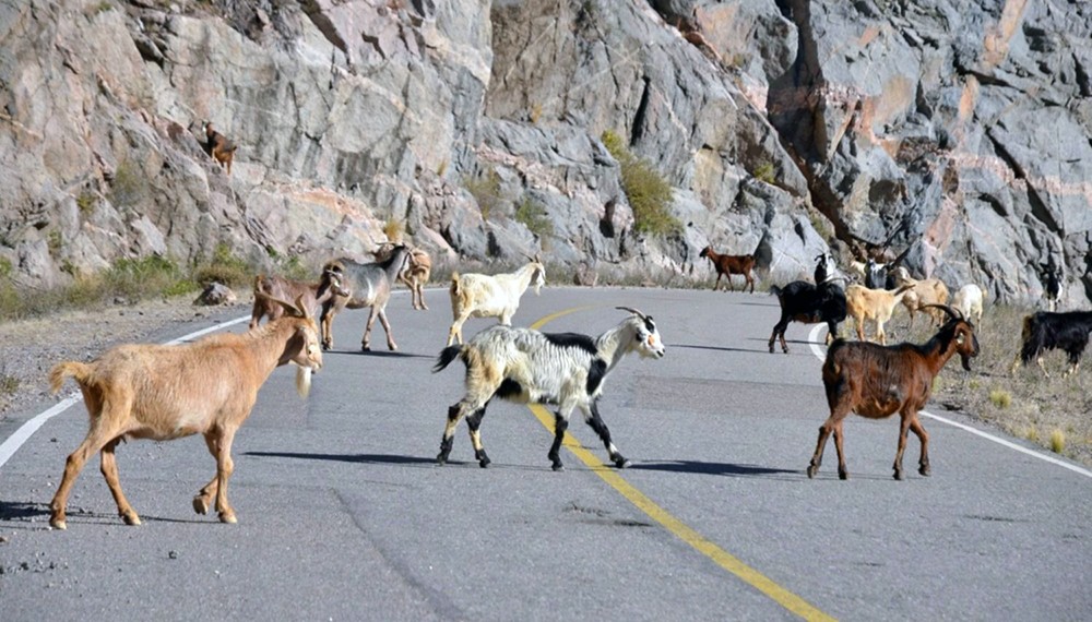 Animales Sueltos en las Rutas: Consejos Clave para Prevenir Accidentes Viales