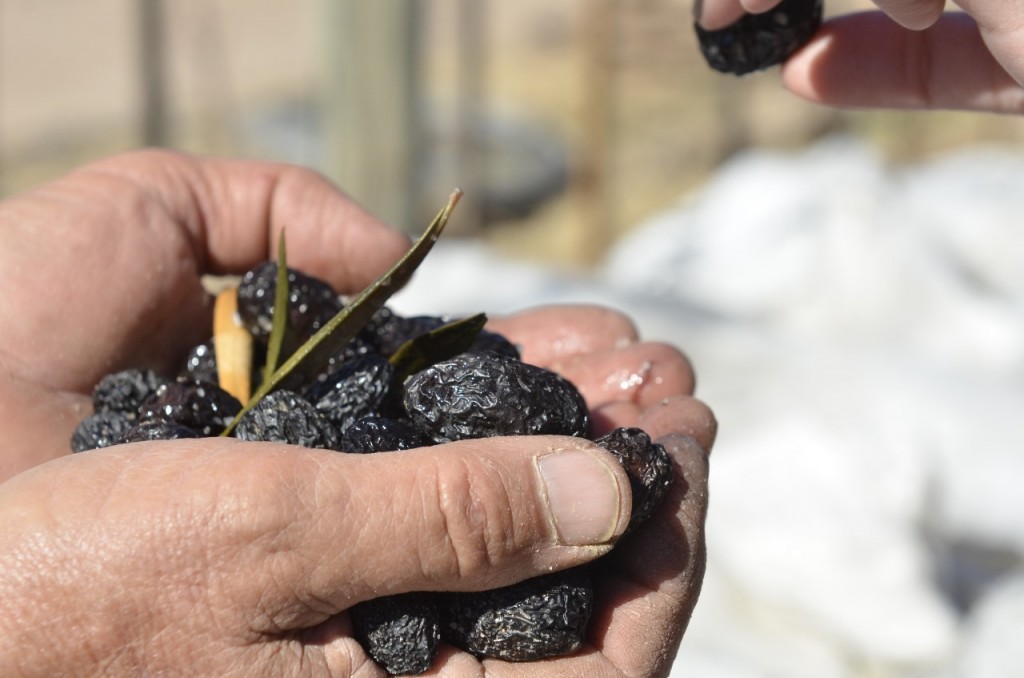 Mendoza será sede de las Primeras Jornadas Nacionales de Oleoturismo: una apuesta al turismo del aceite de oliva