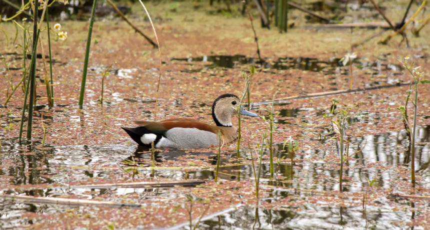 Mes de la Agroecología: Chascomús se moviliza con un mes de reflexión y aprendizaje con múltiples actividades
