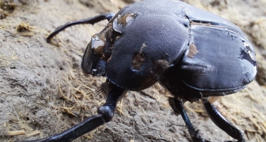 Amplían estudios sobre una especie de escarabajos clave para la ganadería sustentable