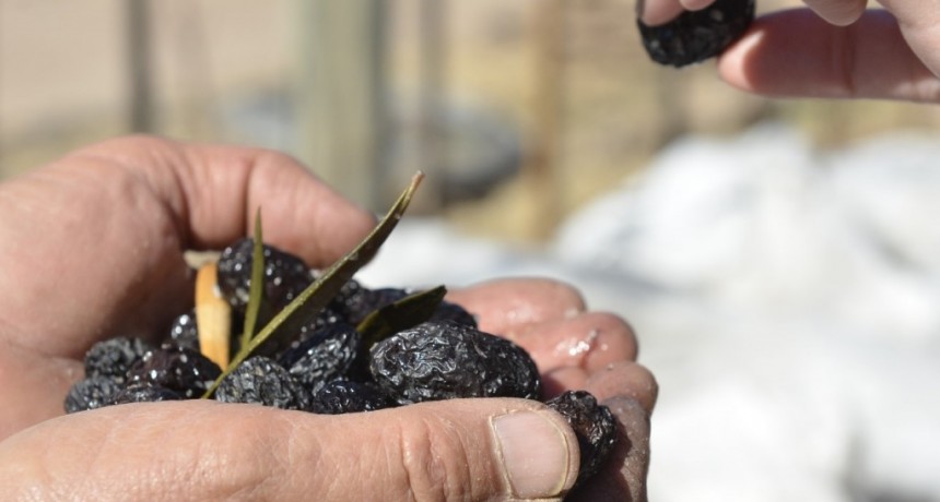 Mendoza será sede de las Primeras Jornadas Nacionales de Oleoturismo: una apuesta al turismo del aceite de oliva