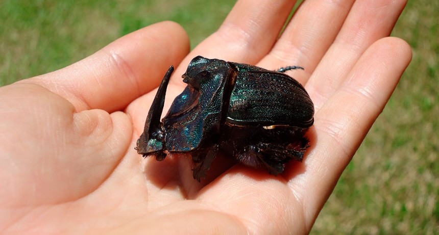 Estudio científico argentino reescribe la historia evolutiva de escarabajos de Sudamérica