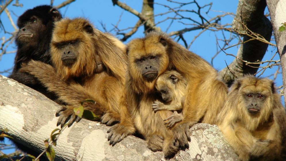 Identifican las áreas prioritarias para conservar a los primates de Argentina