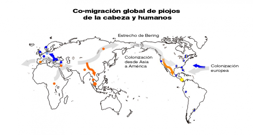 Estudio genético de insectos arroja luz sobre la migración humana alrededor del mundo
