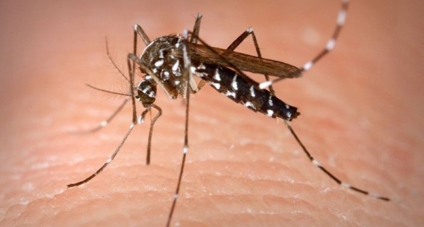 Se recomienda mantener los cuidados para evitar la propagación del dengue