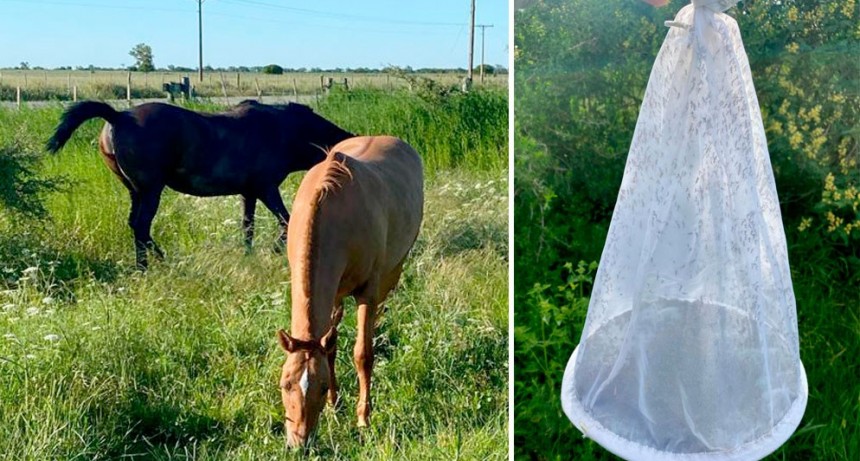Un investigador del CONICET explica cómo se transmite el virus de la Encefalitis Equina del Oeste