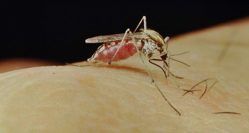 Especialistas del CONICET explican las causas del aumento de mosquitos en la ciudad de Buenos Aires, AMBA y regiones de la zona central del país
