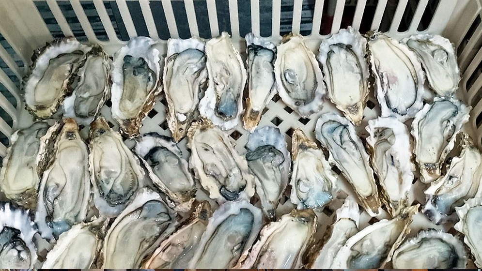 Investigadores del CONICET elaboran la primera salsa de ostras nacional en conjunto con una empresa