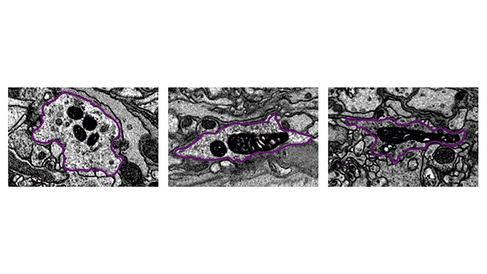 Logran ver, por primera vez, cómo a lo largo del día varían las “fábricas de energía” de neuronas del reloj biológico