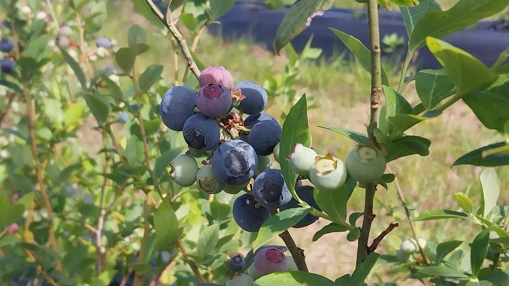 Describen la anatomía reproductiva del arándano para mejorar su producción