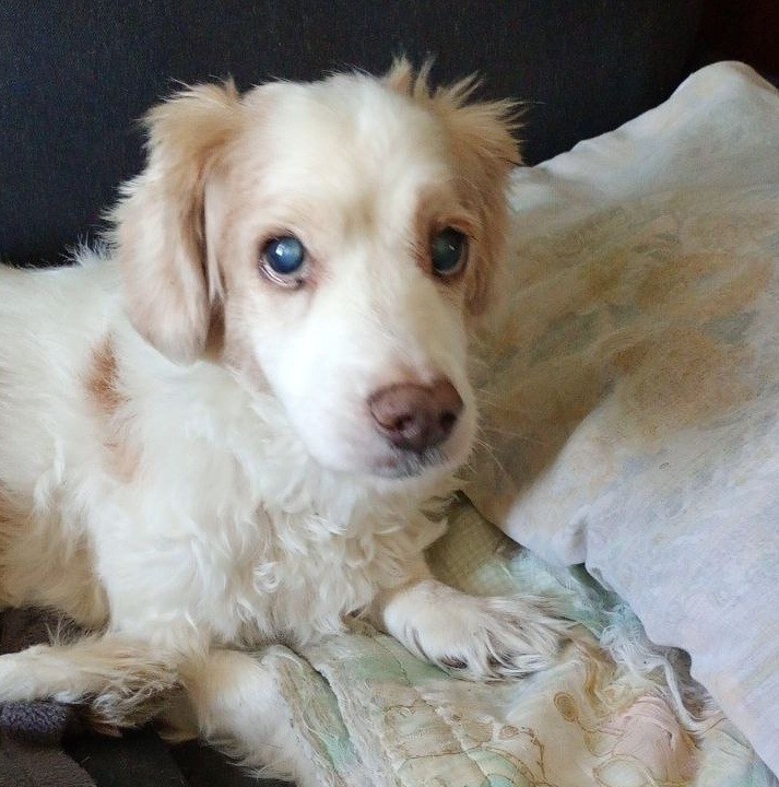 El 80% de las mascotas sufre en verano: Cómo proteger a tu perro o gato del estrés de las fiestas y las vacaciones