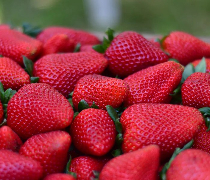 De la mesa navideña al camino: una ensalada de frutas bien bonaerense
