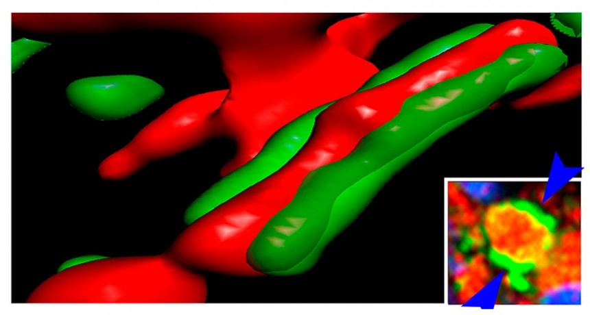 Estudio preclínico: demuestran potencial terapéutico de una proteína en lesiones medulares crónicas