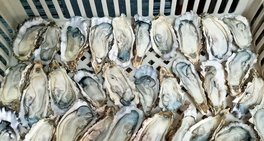 Investigadores del CONICET elaboran la primera salsa de ostras nacional en conjunto con una empresa