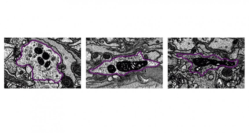 Logran ver, por primera vez, cómo a lo largo del día varían las “fábricas de energía” de neuronas del reloj biológico