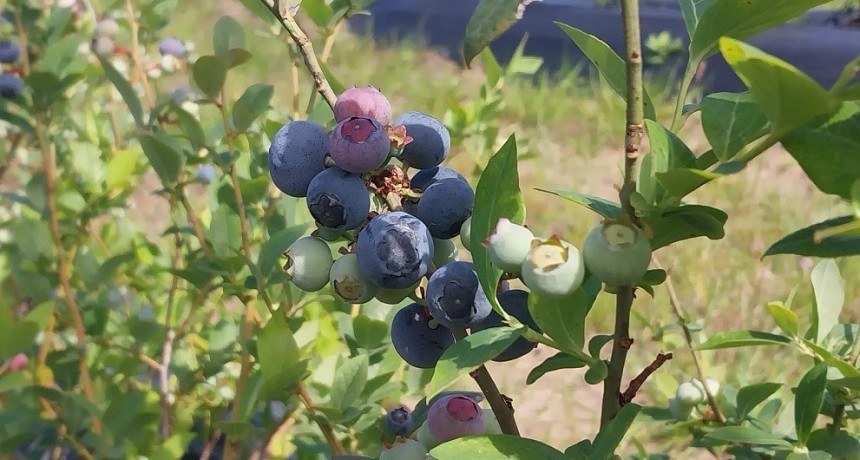 Describen la anatomía reproductiva del arándano para mejorar su producción