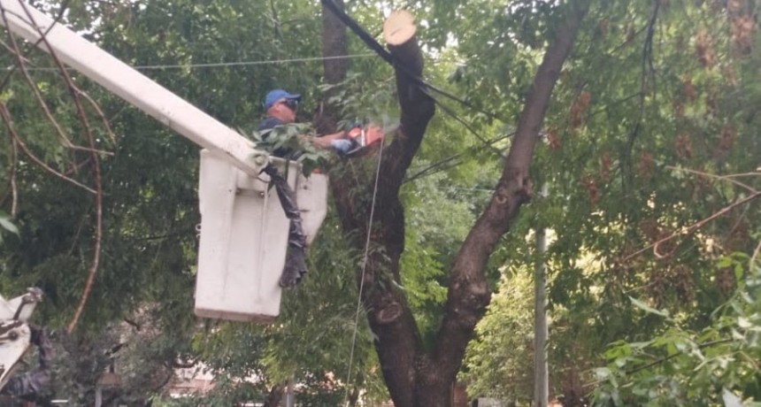 Tras el temporal, el Municipio despliega un operativo de limpieza y prevención en la vía pública