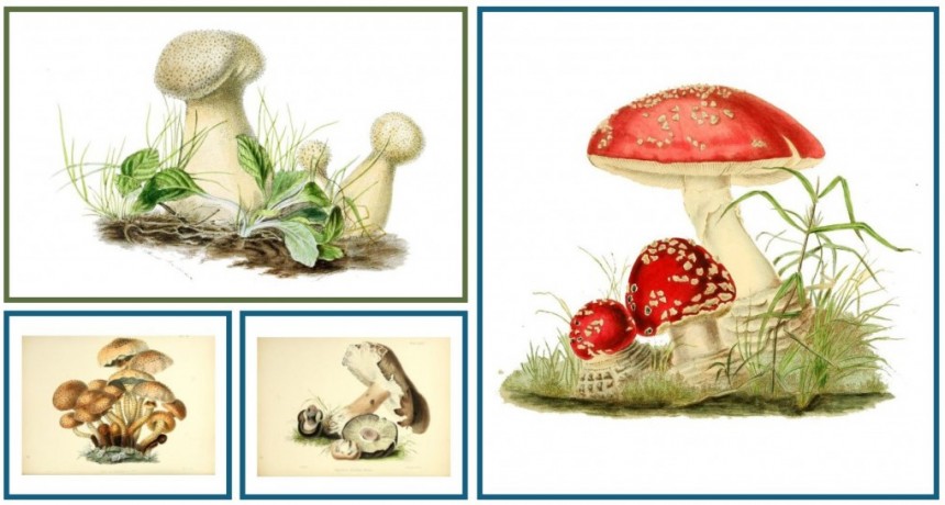  Anna Maria Reed Hussey (1805-1853), ilustradora y escritora botánica