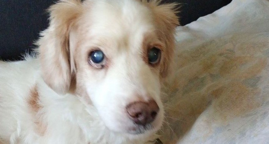 El 80% de las mascotas sufre en verano: Cómo proteger a tu perro o gato del estrés de las fiestas y las vacaciones